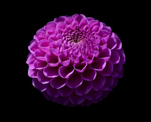 purple flower on black background