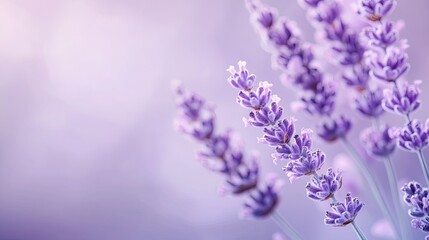 Obraz premium Light lavender purple background with soft lighting, perfect for beauty, wellness, or elegant branding designs with a soothing tone.