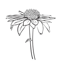 Echinacea Vector outline illustration. Hand drawn echinacea graphic clipart. Echinacea black line. Medicinal herb lineart drawing on background. Sketch of medicinal plant
