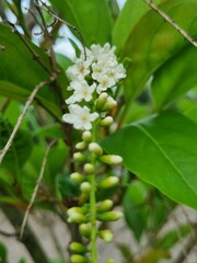 Flowers from the home garden and nature