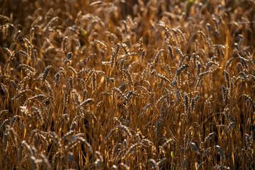 A field of golden ripe wheat is mowing at sunset