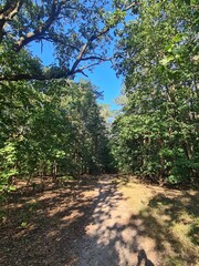 the wonderful Plänterwald Forest in Berlin Treptow