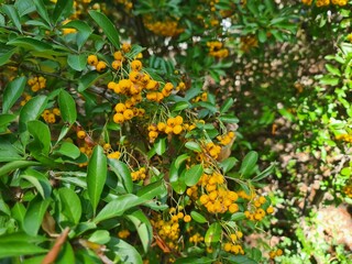 Blooming Bush in Berlin Treptow/Köpenick
