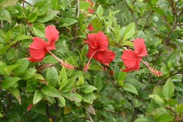 flower of Shoeblackplant plant, red Shoeblackplant flower, shoeblackplant flowers bloom among its dense leaves, Beautiful red flower closeup, Chakwal, Punjab, Pakistan