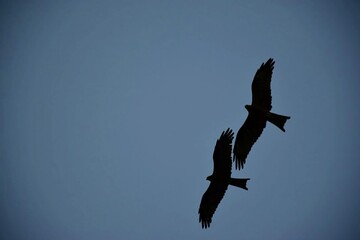 eagle in flight