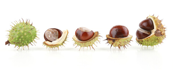 Horse chestnuts in husk isolated on white background. Opened chestnuts conkers Aesculus hippocastanum.