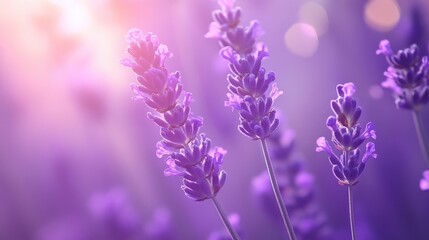 Obraz premium Soft lavender purple background with smooth lighting, offering a gentle and calming setting for wellness, beauty, or fashion-themed designs.