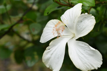 Beautiful flower of Shoeblack on plant, flower, white Shoeblackplant flower, shoeblackplant flowers bloom among its dense leaves, Beautiful big white flower closeup, Chakwal, Punjab, Pakistan