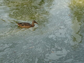 Duck swimming in dirty polluted water in public park