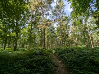 Obraz premium Beautiful forested areas alpine deciduous temperate forests of UK Europe Green Panorama 