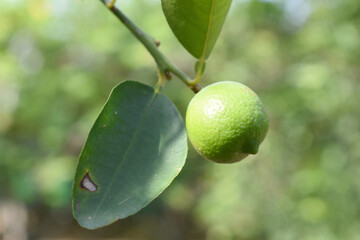 fresh lemon on plant closeup, Close-up Lemon fruit hanging on tree, photo of fresh lemons plants, Bunch of fresh ripe lemons on a lemon tree branch, Ripe fresh lemon hangs on tree branch in sunshine. 