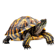 Obraz premium A yellow and black turtle is laying on its back