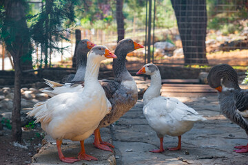 A group of geese standing together in an outdoor enclosure, with a natural, forested background.