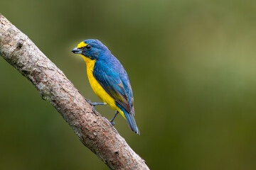Yellow-throated euphonia ( Euphonia hirundinacea), male perched on a branch in Curicancha, Costa Rica