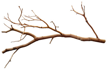 A thin, dry branch with no leaves