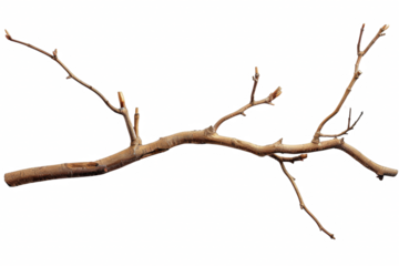 A thin, dry branch with no leaves