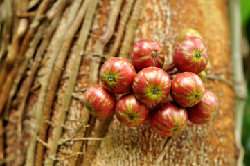 Ficus variegata is a well distributed species of tropical fig tree