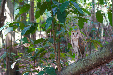 Barn Owl (Tyto alba) perched on tree trunk in in the forest at dawn