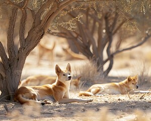 Dingoes Resting in the Shade of a Sparse Tree in Dry Desert Landscape