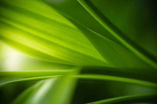 Dark green leaf texture, Natural green leaves using as nature background black wallpaper or tropical leaf cover page