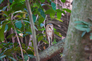 Barn Owl (Tyto alba) perched on tree trunk in in the forest at dawn