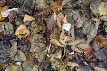 The autumn season is beautiful and pleasant. Yellow, brown, golden, dry green leaves, fallen leaves lie on the ground.