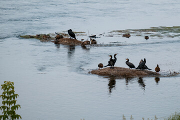 A diverse group of birds is sitting together on a large rock in the water