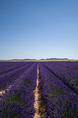 Campo de lavanda en flor