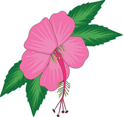 hand drawing pink hibiscus flower vector design