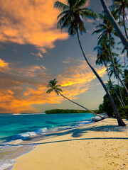 The tropical  white sand beach with  sunset scene and palm tree as shadow on blue background.