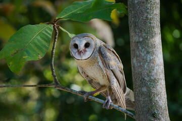 Barn Owl (Tyto alba) resting on tree branch during the day in the forest