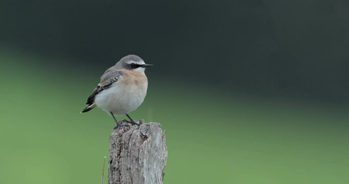 wheatear