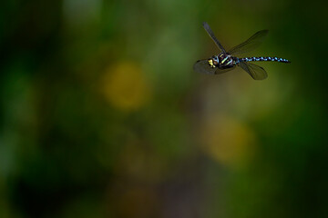 Torf-Mosaikjungfer // Common hawker, moorland hawker (Aeshna juncea) 
