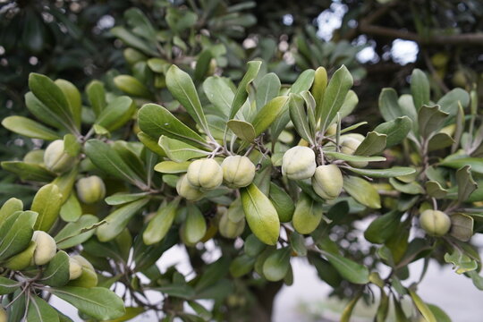 The Chinese sticky seed (Pittosporum tobira) is a plant species in the genus Pittosporum in the family Pityriaaceae. Atlantic coast, Porto, Portugal.