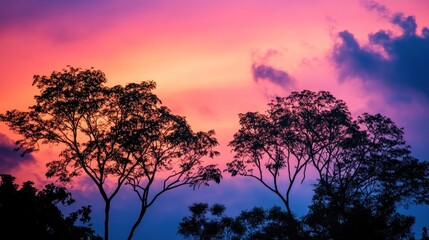 Obraz premium Silhouette of two trees against a vibrant pink and blue sunset sky.