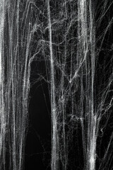 Obraz premium Spooky creepy cobweb spiders web covered a black background. Abstract halloween background.