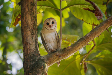 Barn Owl (Tyto alba) resting on tree branch during the day in the forest