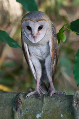 Barn Owl (Tyto alba) resting on tree branch during the day in the forest