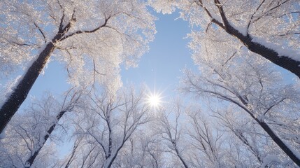 Obraz premium Snow-covered trees in a winter forest, with the sun shining through the branches.