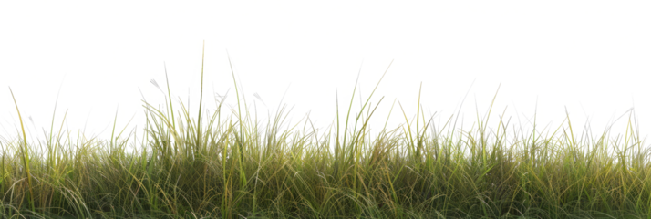 The PNG file showcases vibrant green grass, its background removed to provide a versatile element for various digital compositions and designs.