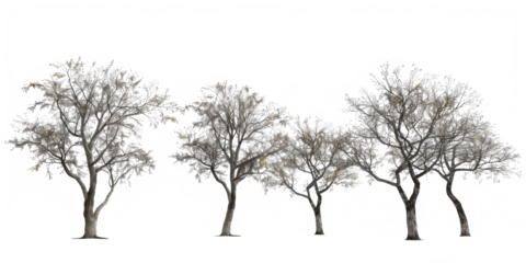 The PNG file showcases barren trees with no leaves, isolated from their background, offering a versatile element for digital compositions and projects requiring seasonal aesthetics.
