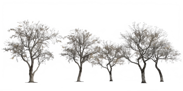 The PNG file showcases barren trees with no leaves, isolated from their background, offering a versatile element for digital compositions and projects requiring seasonal aesthetics.