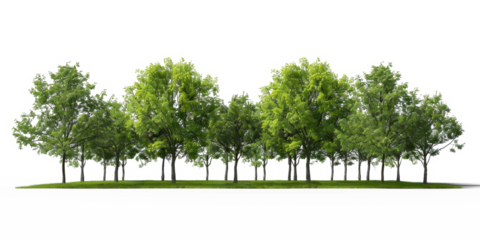 The PNG file features a serene park scene adorned with summer green trees and lush green grass, all against a removed background.