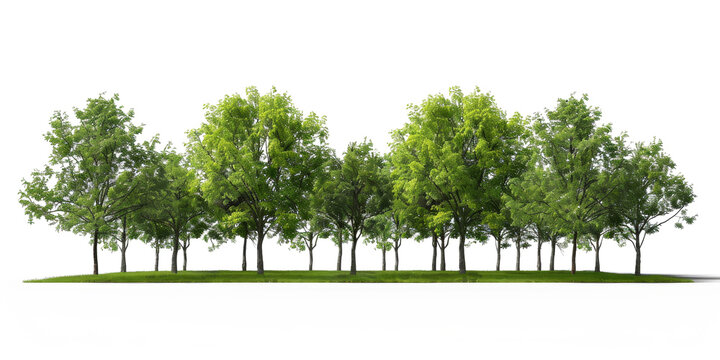 The PNG file features a serene park scene adorned with summer green trees and lush green grass, all against a removed background.