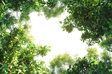 The PNG file captures a unique perspective with a camera looking straight up through a canopy of green leaves, with the sky removed, offering a striking and immersive view of nature.