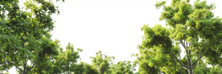 The PNG file captures a captivating view with the camera directed upwards through a canopy of green leaves, removing the sky to create an immersive perspective of nature from below.