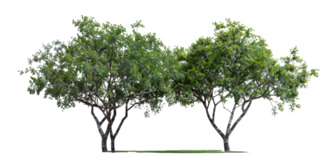 The PNG file provides a cutout visualization of green trees, meticulously isolated with the background removed, ideal for seamless integration into various digital projects.