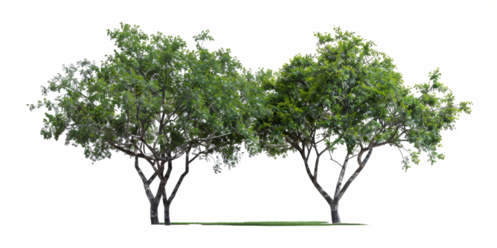 The PNG file provides a cutout visualization of green trees, meticulously isolated with the background removed, ideal for seamless integration into various digital projects.