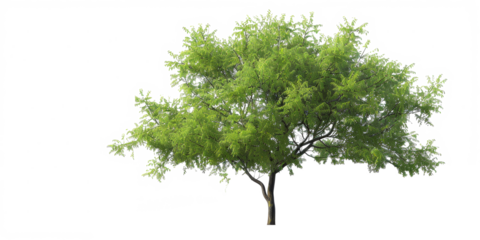 The PNG file showcases a tree abundant with vibrant green leaves, meticulously isolated with the background removed, providing a versatile and standalone element for various designs.