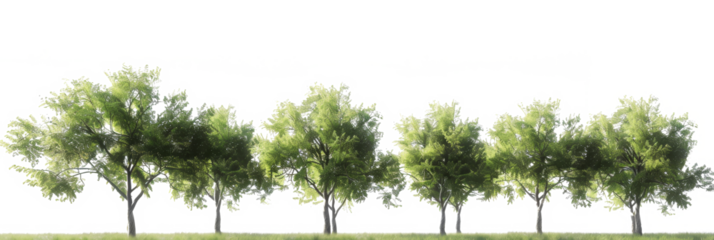 A cutout image of green trees in a park, meticulously isolated with the background removed, ideal for photo editing and seamless integration into various digital compositions or designs.